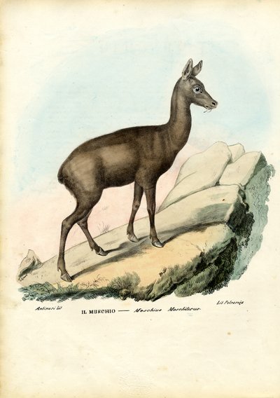 Ciervo almizclero siberiano, 1863-79 de Raimundo Petraroja
